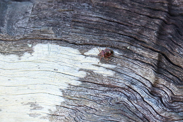 Macro shot of a tiny insect on weathered, textured, gray and white wood surface