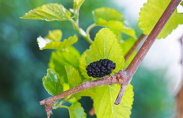 istock Mulberry fruit on mulberry branches 2240526153