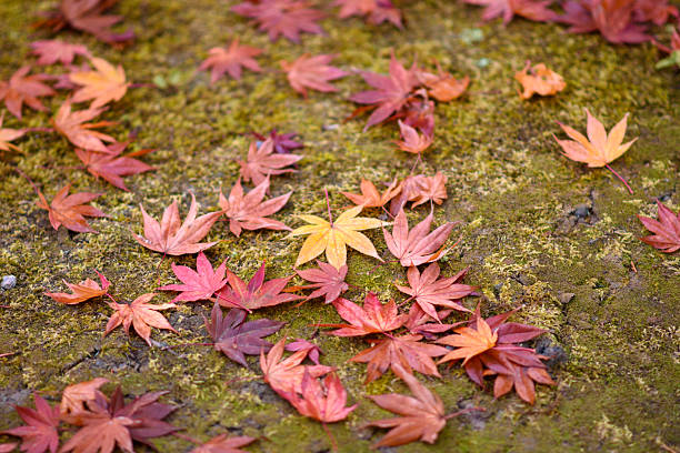 istock Autumn Leaves on Mossy Ground 2240527233