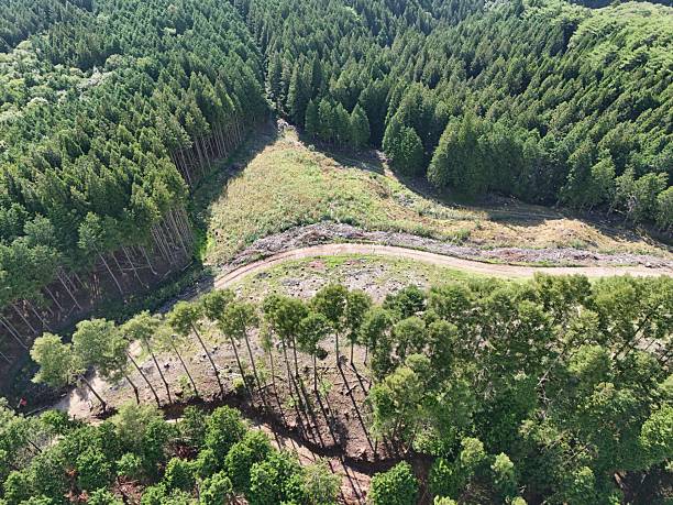 A forest with a dirt road running through it