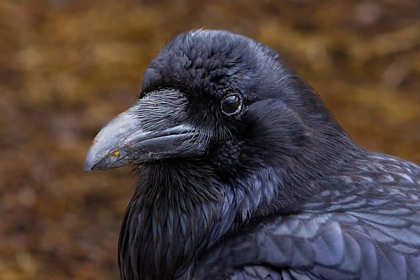 istock Elegant American Crow in Close-Up Profile 2240528950