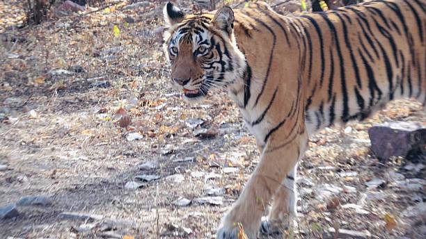 istock Royal Bengal Tiger Ranthambore National Park 2240529827