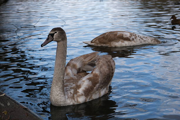 istock A young swan floating on a calm lake, surrounded by rippling water 2240531085