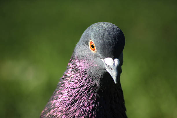 Close up of a pigeon