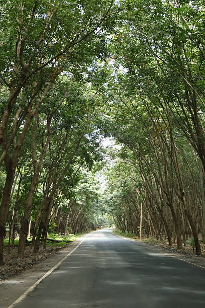 istock A rural road flanked by rows of lush green trees 2240534106