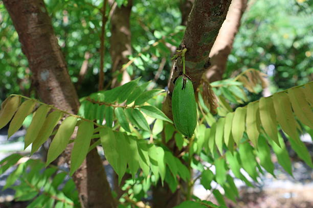 istock This is an outdoor scene featuring a healthy tree with lush green leaves. The tree branches extend outwards, suggesting it may be a fruit bearing variety 2240535308