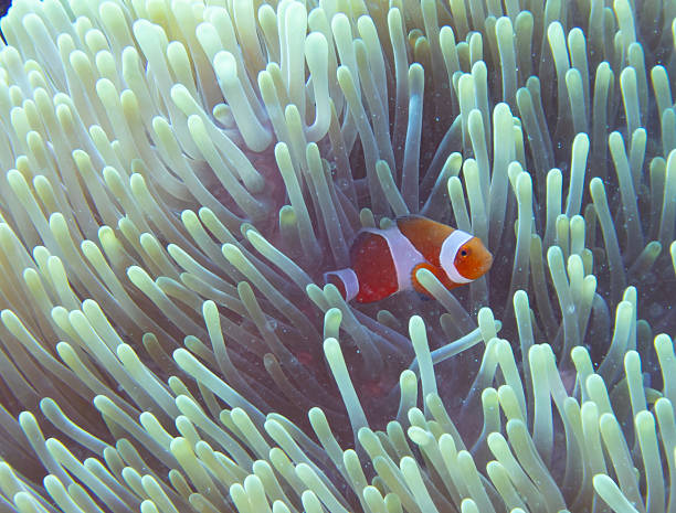 istock False clown anemonefish in sea anemone 2240535461