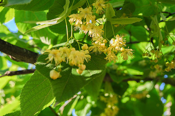 istock Tilia linden tree flowers, blossoms with bright sunlight. Linden tree branches with blooming yellow flowers. Beautiful green leaves outdoors, spring background. Concept of natural, herbal tea. Close-up 2240535677
