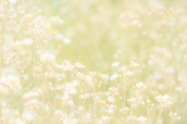istock White Wildflowers field blooming, Wild flowers field 2240536549