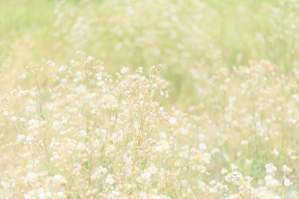 White Wildflowers field blooming, Wild flowers field