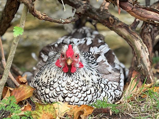 Wyandotte hen sitting on a nest of eggs