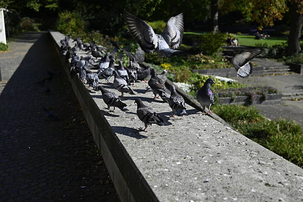 istock Many Pigeons in a public park 2240538958