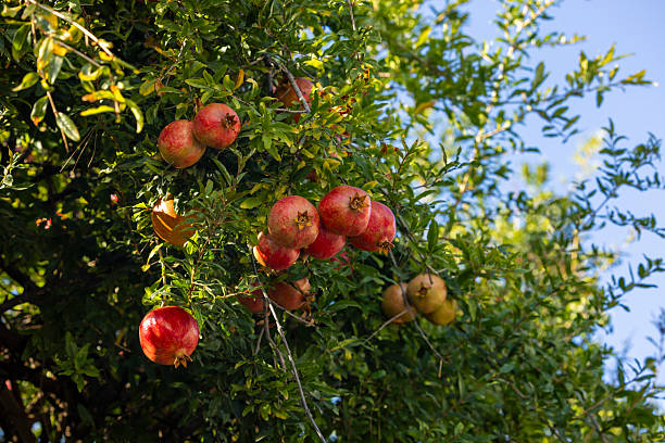 Close-up of a fresh pomegranate on a tree