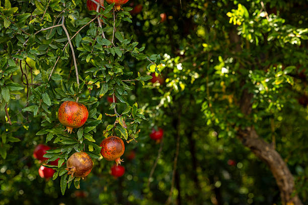 Close-up of a fresh pomegranate on a tree