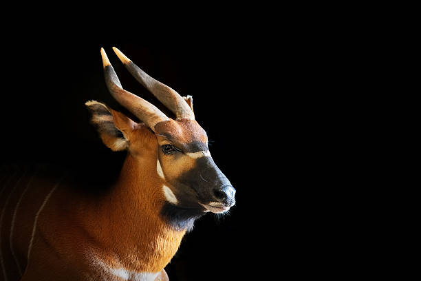 Mountain bongo, Tragelaphus eurycerus isaaci, isolated on black background. A large antelope, mostly nocturnal, found in mountain regions of central Kenya, and critically endangered in the wild.
