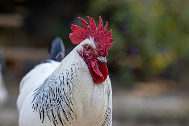 istock Close-up of rooster standing together 2240541776