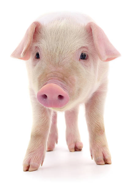 Cute pink piglet standing and looking forward isolated on white background. Adorable young domestic pig close up with soft light and clean composition.