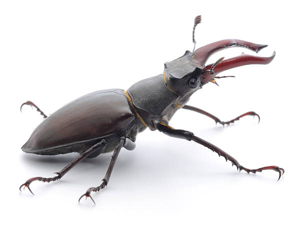 istock Male stag beetle Lucanus cervus isolated on white background 2240542153