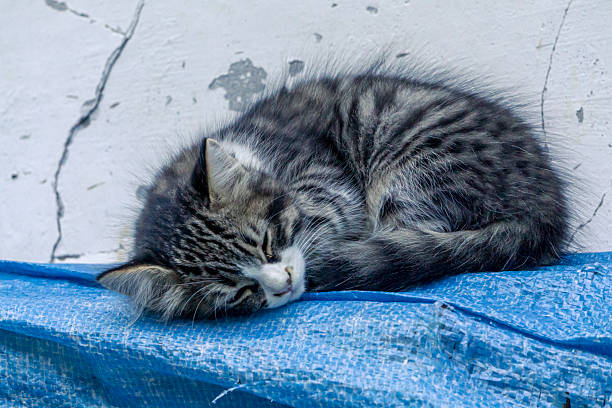 Cute silver tabby Scottish Fold cat