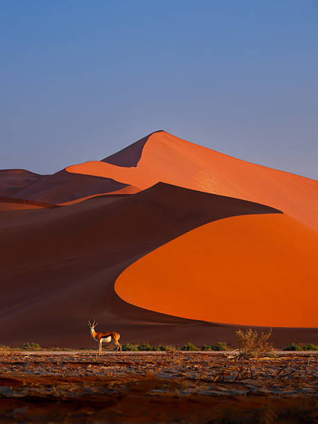 istock Springbok or springbuck Antidorcas marsupialis, slender, long-legged antelope found mainly in south and southwest Africa, genus Antidorcas, walk on the red dunes of Namib Desert 2240542503