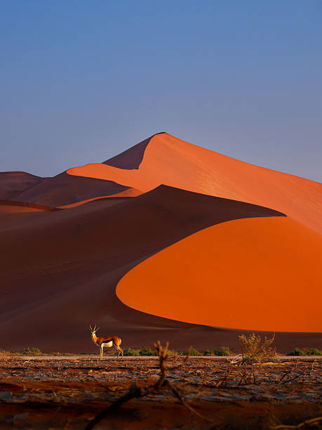 istock Springbok or springbuck Antidorcas marsupialis, slender, long-legged antelope found mainly in south and southwest Africa, genus Antidorcas, walk on the red dunes of Namib Desert 2240542504