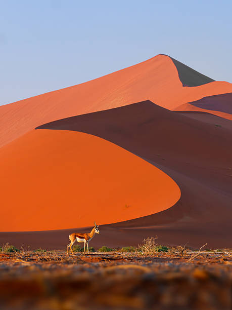 istock Springbok or springbuck Antidorcas marsupialis, slender, long-legged antelope found mainly in south and southwest Africa, genus Antidorcas, walk on the red dunes of Namib Desert 2240542506