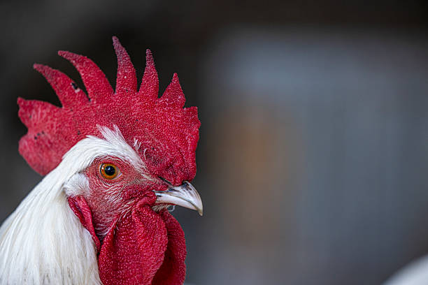 istock Close-up of rooster standing together 2240542518