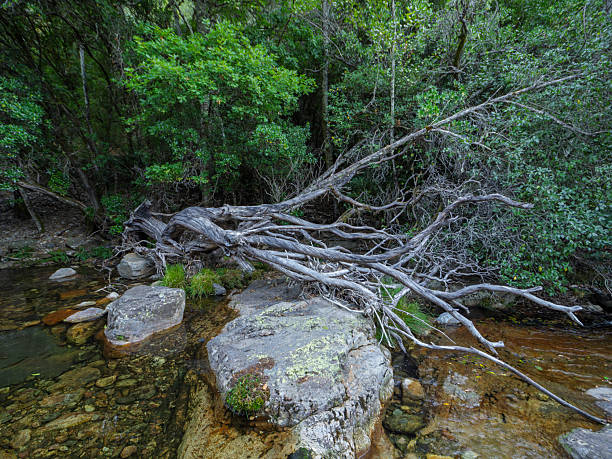 istock Old tree fallen on the riverbank, Batuecas River, Sierra de Francia 2240542578