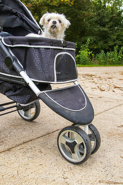 istock Small dog enjoying an autumn walk in a pet stroller 2240542904