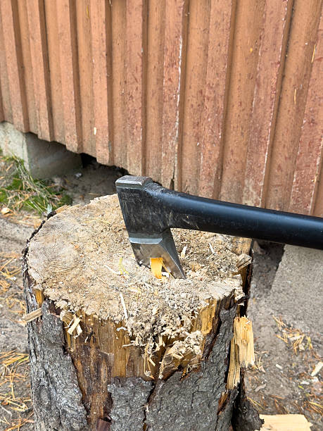 istock Axe Stuck in a Tree Stump at a Wood-Chopping Area in Finland 2240545248