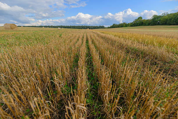 A stunningly beautiful landscape showcasing a wheat field abundantly ready for harvest beneath vibrant skies