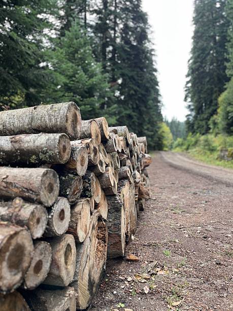 istock stacked timber of trees cut in a forest area 2240546446