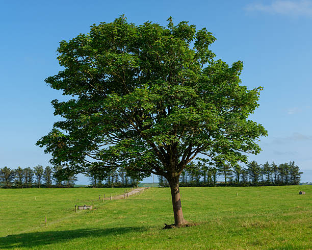 istock A solitary tree with dense green leaves dominates a grassy field under a clear blue sky. A fence line and trees are visible in the background, marking the edge of the pasture in West Cork. 2240546791