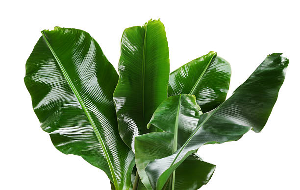 istock Bright green banana leaves on white background 2240547572