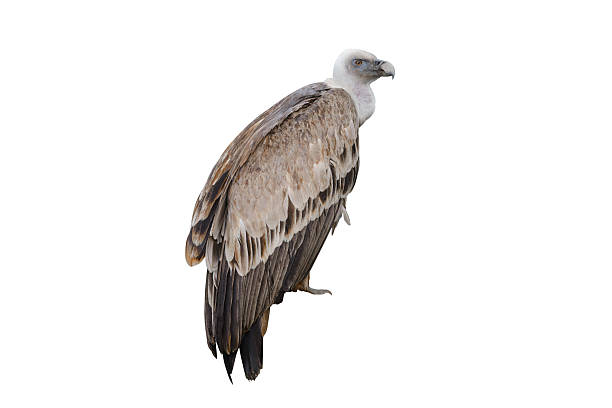 istock sitting vulture isolated on white background 2240547673
