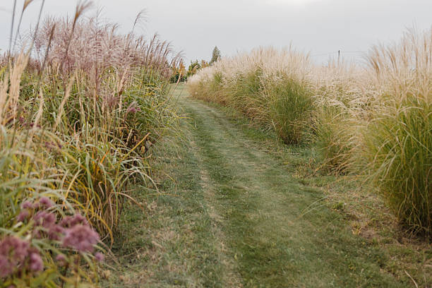 Scenic Walking Path Through Autumn Garden with Mixed Plantings