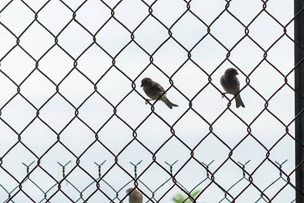 A powerful and emotional conceptual photo. The bird silhouettes behind the wire mesh are a universal symbol for lack of freedom, longing, and being trapped.