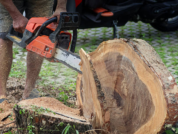 istock A worker powerfully operates a chainsaw to slice through a large tree trunk 2240553413