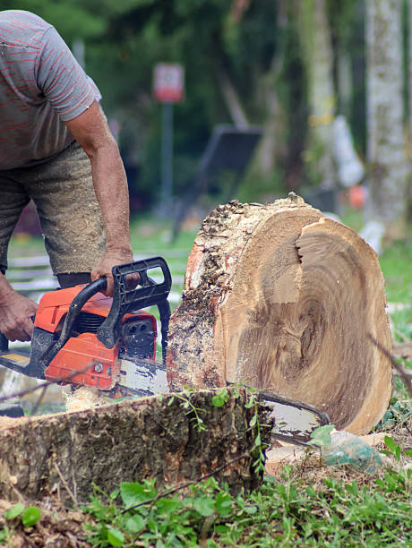 istock A worker powerfully operates a chainsaw to slice through a large tree trunk 2240553423