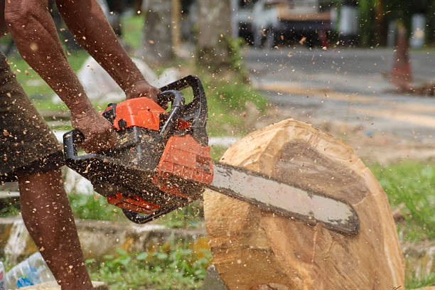 istock A worker powerfully operates a chainsaw to slice through a large tree trunk 2240553465