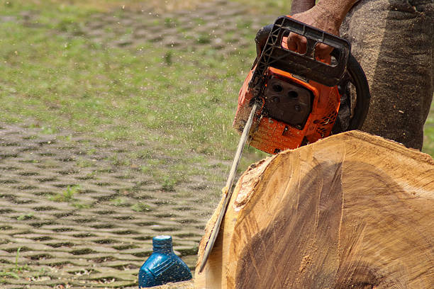 Worker uses chainsaw to cut log on grassy area during works day, focused at careful handling of equipment.