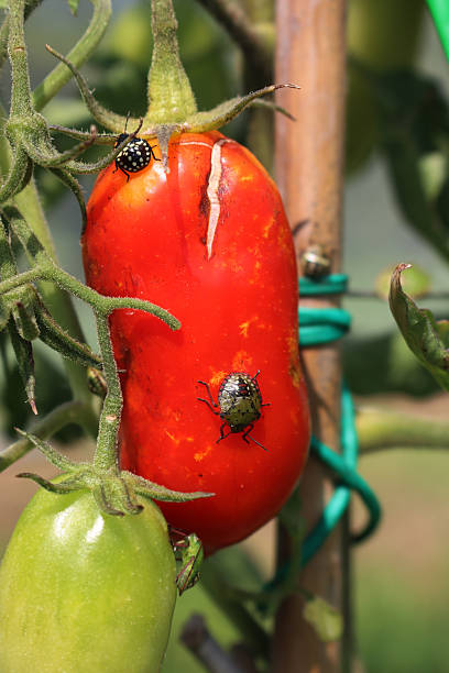 istock Young green shield bug on tomatoes in the vegetable garden. Nezara viridula 2240555045