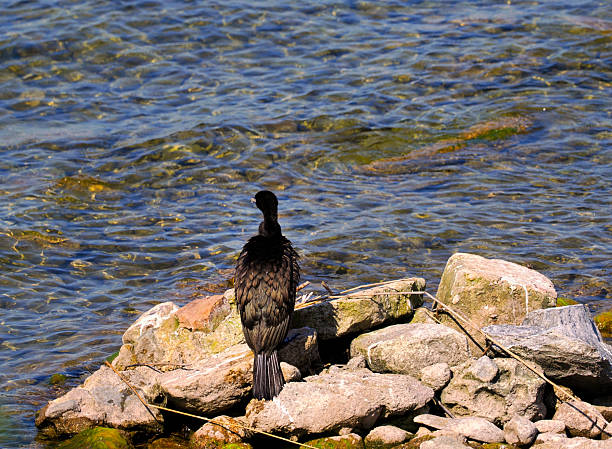 The common cormorant is a beautiful, large bird that is an excellent fish hunter, and therefore disliked by fishermen.