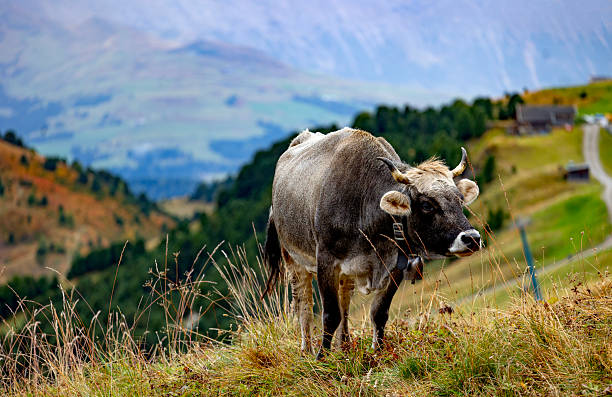 Cows in the pasture