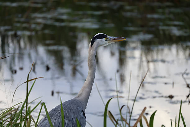 istock Close up of a grey heron bird 2240556605