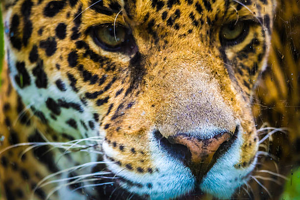 istock Close up of a beautiful jaguar 2240557429