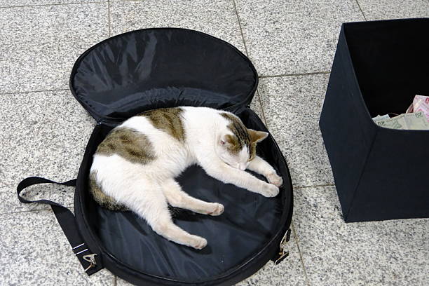 A cute gray and white stray cat is dozing inside a black musical instrument bag. Stray animals. There is a collection box next to it. Homeless stray cats.