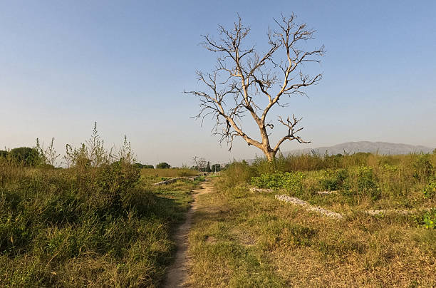 Ancient dry tree standing in grassy field with dirt path leading toward mountains under clear blue sky in natural sunlight