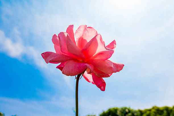 A beautiful pink rose captured from a low angle under the clear blue sky, glowing in the sunlight.