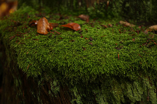 istock forest road in bad weather 2240561074